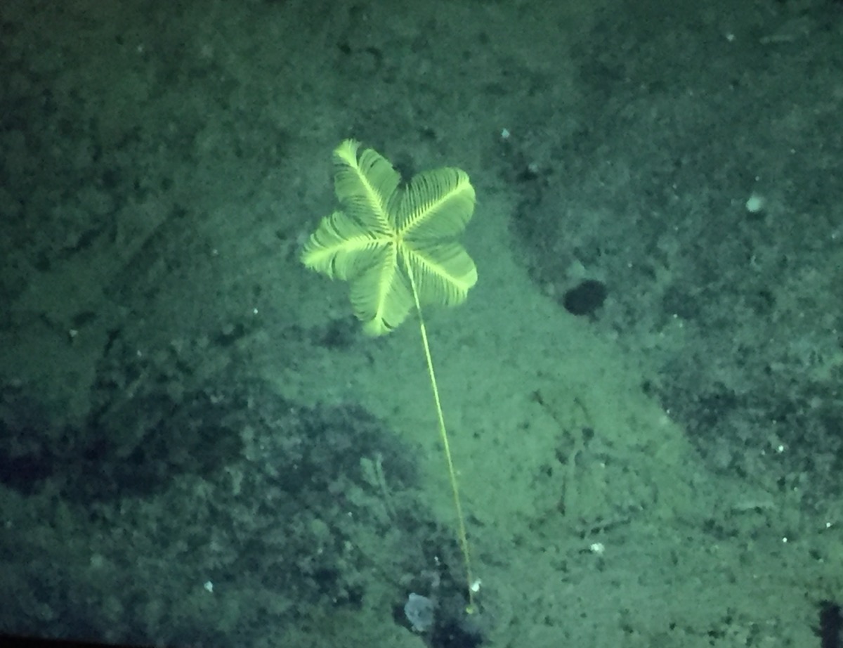 A stalked crinoid (sea lily) on the deep-sea floor